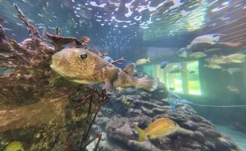 Gumbo Limbo Nature Center