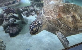 Gumbo Limbo Nature Center