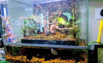 Elmer's Aquarium