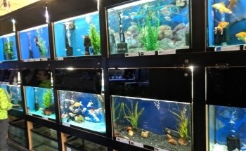 Elmer's Aquarium