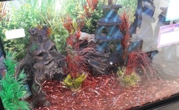 Elmer's Aquarium
