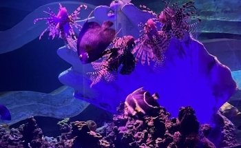 SEA LIFE New Jersey Aquarium