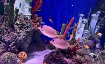 SEA LIFE New Jersey Aquarium