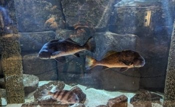 Sea Center Texas