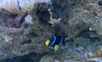 Sea Center Texas