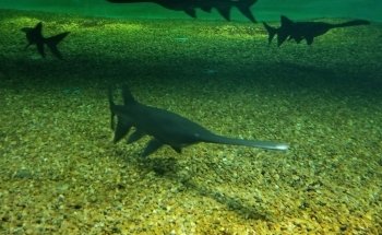 Medicine Park Aquarium and Natural Sciences Center