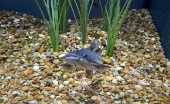 Medicine Park Aquarium and Natural Sciences Center