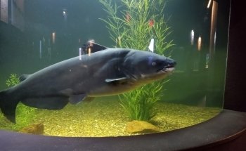 Medicine Park Aquarium and Natural Sciences Center