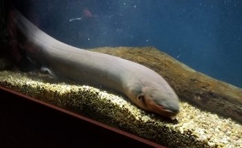 Medicine Park Aquarium and Natural Sciences Center