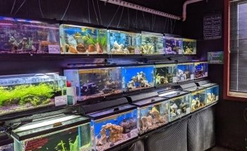 Absolutely Fish