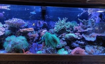 Absolutely Fish