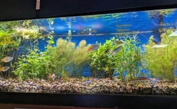 Absolutely Fish