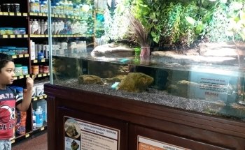 Absolutely Fish