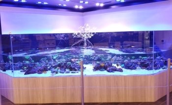 World Wide Corals