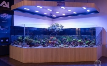 World Wide Corals