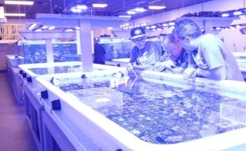 World Wide Corals