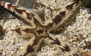 Gulf Specimen Aquarium