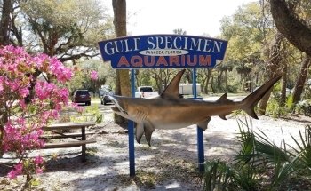 Acuario Gulf Specimen