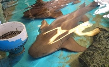 Gulf Specimen Aquarium