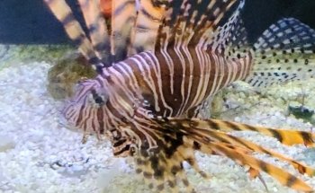 Gulf Specimen Aquarium