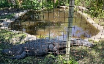 Croc Encounters