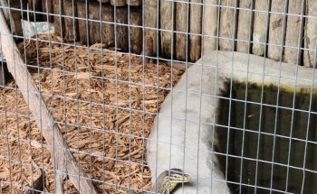 Croc Encounters