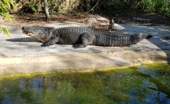 Encuentros con Cocodrilos