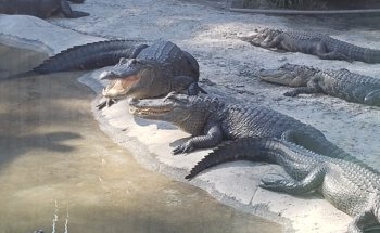 Croc Encounters