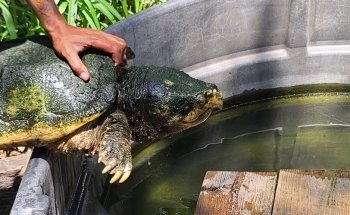 Croc Encounters