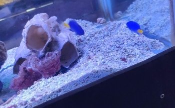 Kenyifish Aquarium Design