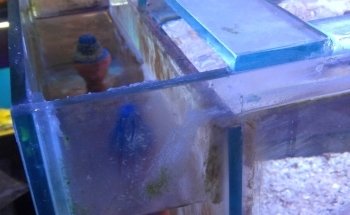 Kenyifish Aquarium Design