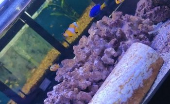 Kenyifish Aquarium Design