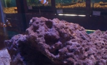Kenyifish Aquarium Design