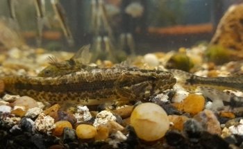 Kenyifish Aquarium Design