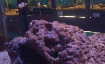 Kenyifish Aquarium Design