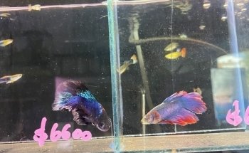 Kenyifish Aquarium Design