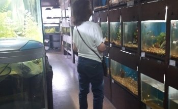 Kenyifish Aquarium Design