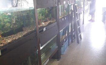 Kenyifish Aquarium Design