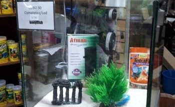 Kenyifish Aquarium Design