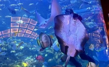 The Aquarium at Silverton Casino