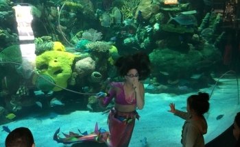 The Aquarium at Silverton Casino