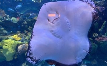 The Aquarium at Silverton Casino