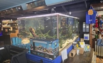Blue Fish Aquarium
