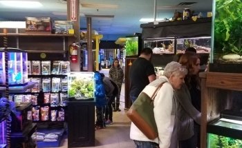 Blue Fish Aquarium