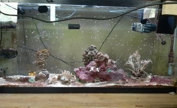 Blue Fish Aquarium