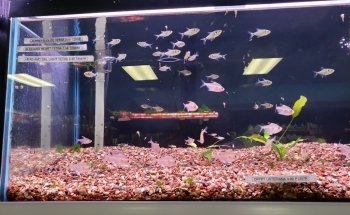 Blue Fish Aquarium