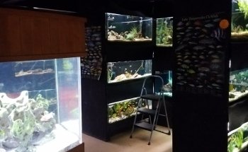 Blue Fish Aquarium