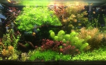 Blue Fish Aquarium