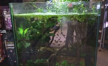 Blue Fish Aquarium