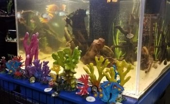 Blue Fish Aquarium